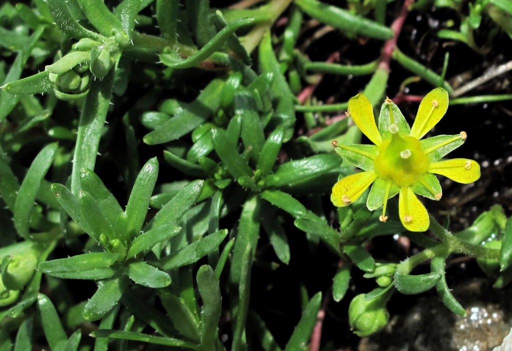 Saxifraga aizoides